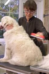 KanguruMarkt® 23 KG Üzeri Uzun Tüylü Köpekler İçin Tüy Toplayıcı Ergonomik Tarak