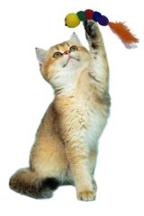 Yumuşacık İpli Tırtıl Şeklinde Evcil Hayvan Oyuncağı