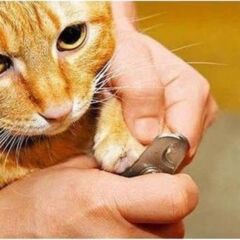 Evcil Hayvan Tırnak Makası Ve Törpü Seti