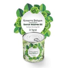 KanguruMarkt® Konserve Bahçem Evde Konservede İri Yapraklı Kıvırcık Yetiştirme Kiti