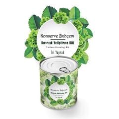 Evde Konservede İri Yapraklı Kıvırcık Yetiştirme Kiti