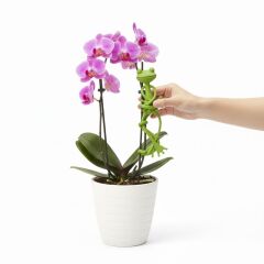 Kurbağa Şeklinde Bitki Sabitleyici